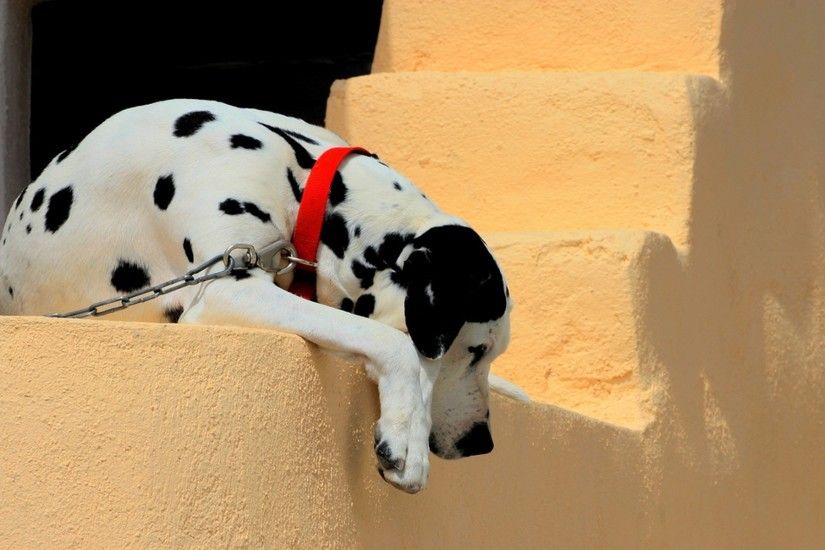 1920x1200 Wallpaper dalmatian, dog, collar, lie down, shadow, ladder