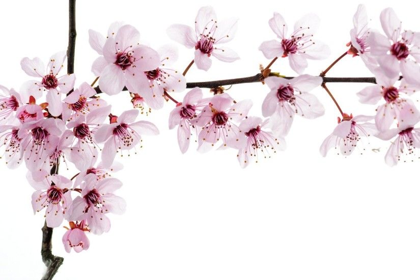 pin Sakura Blossom clipart powerpoint background #4