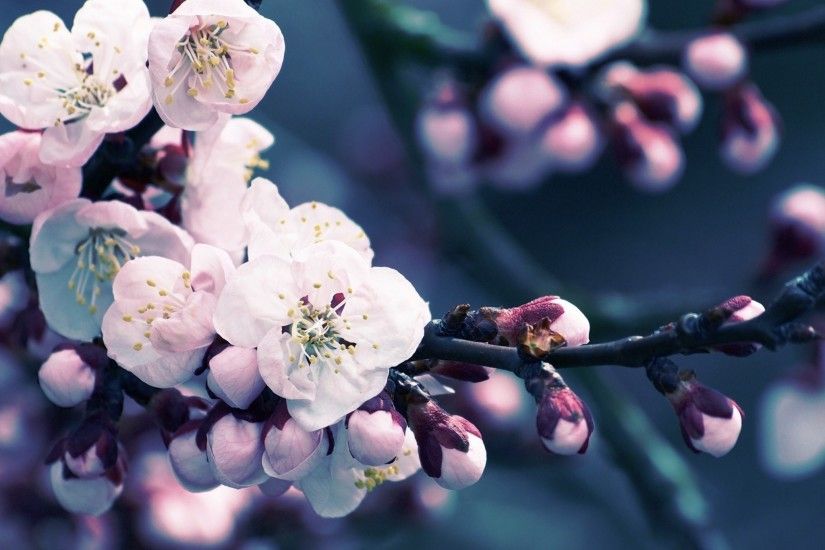 Flower : Close Up Of Cherry Blossom HD Desktop Wallpaper Free High .