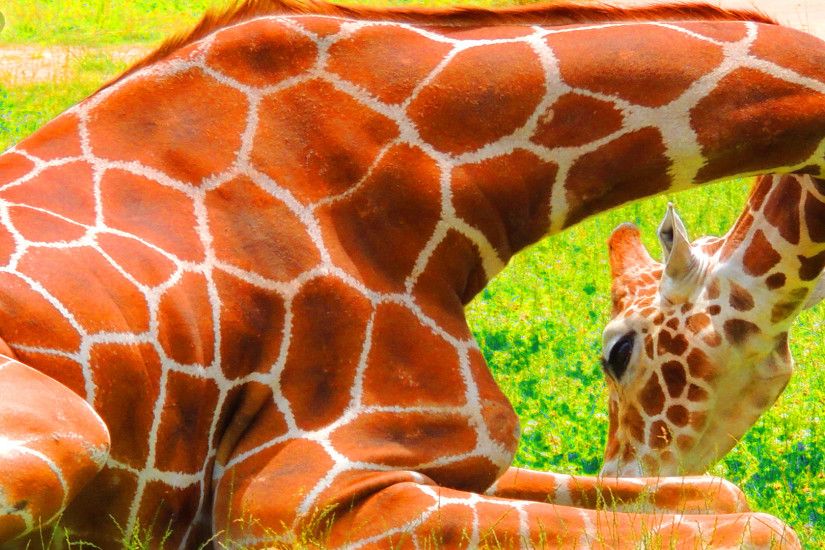 Best Giraffe Wallpapers and Backgrounds