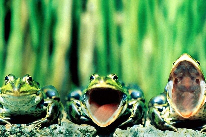 Wonderful Frog Wallpaper