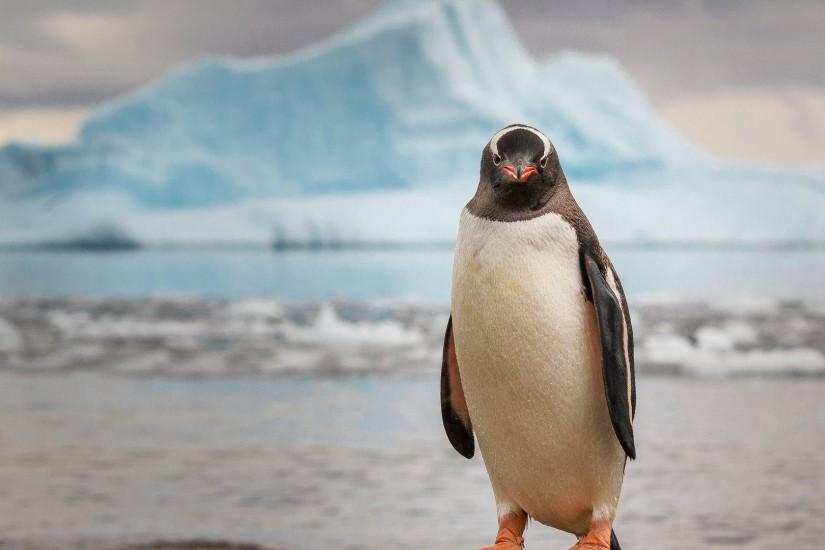 Arctic Penguin Wallpaper