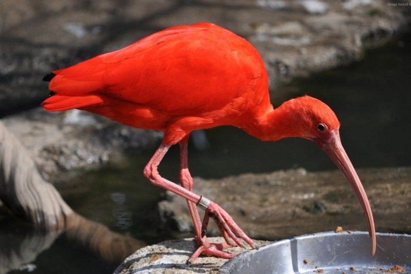 weird red bird wallpaper animals