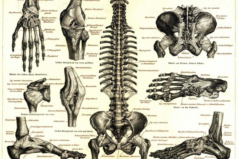Medicine Anatomy Wallpaper 2048x1656 Medicine, Anatomy, Skeletons .