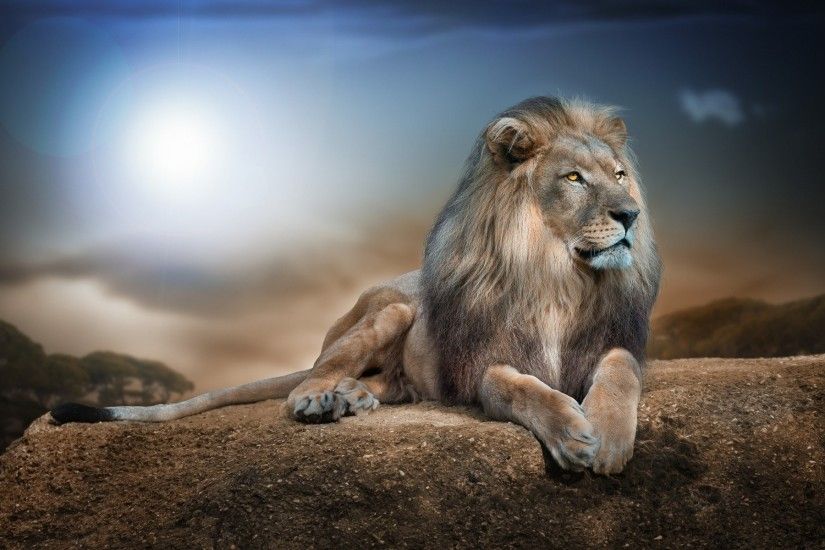 Animal - Lion Animal Wallpaper