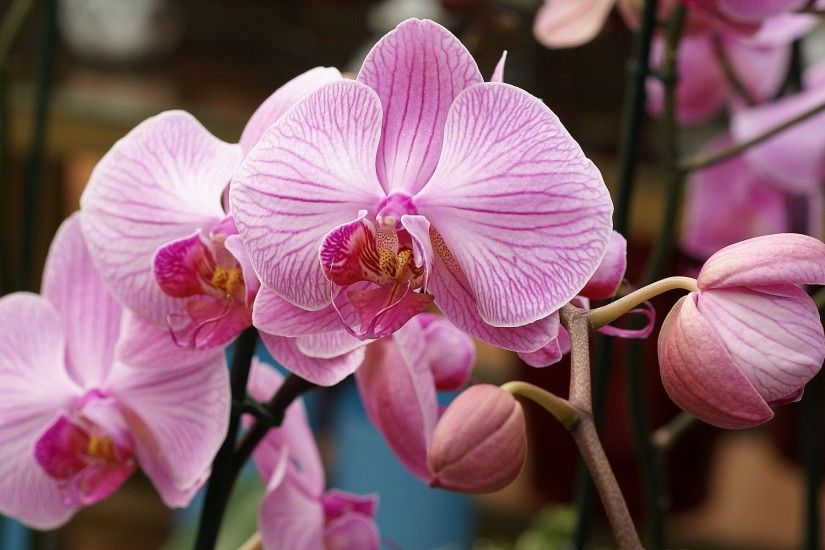 light pink orchid wallpaper