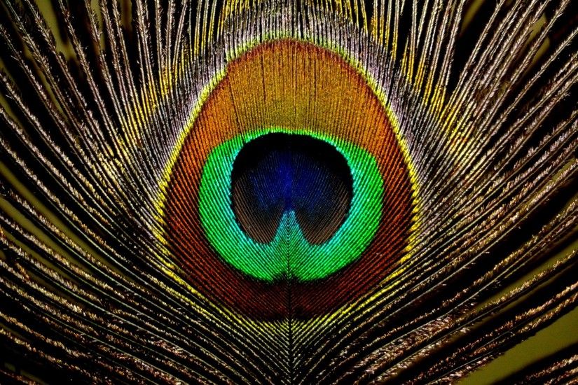 Peacock Feathers HD Wallpapers, Peacock Feathers BackgroundsNew .