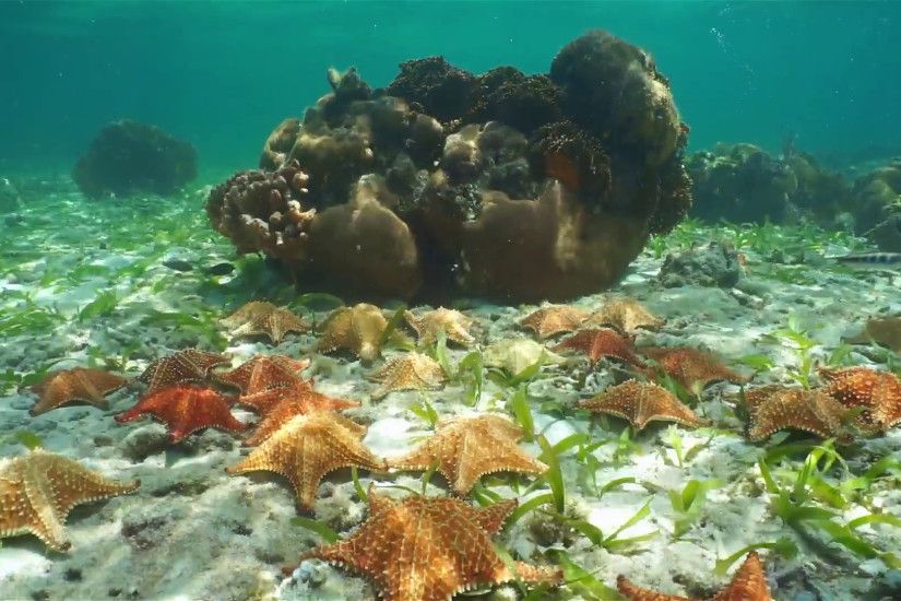 Group of starfish, Cushion sea star, underwater on the seabed with coral in  background, Caribbean Stock Video Footage - VideoBlocks