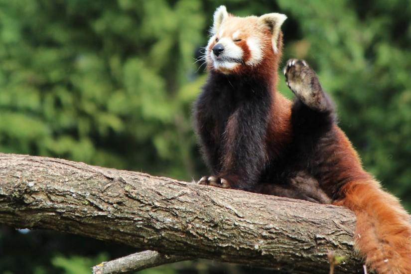 Red Panda HD Background Wallpapers