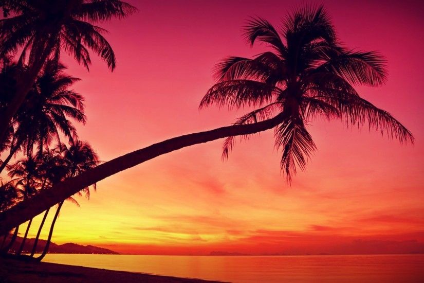 ... Free Fine Palm Tree Sunset Wallpaper ...