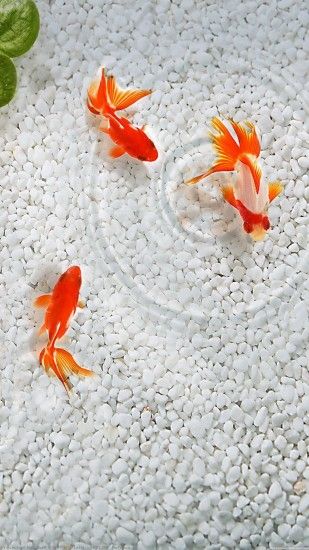 Japanese-fish-wallpaper-wp4006072