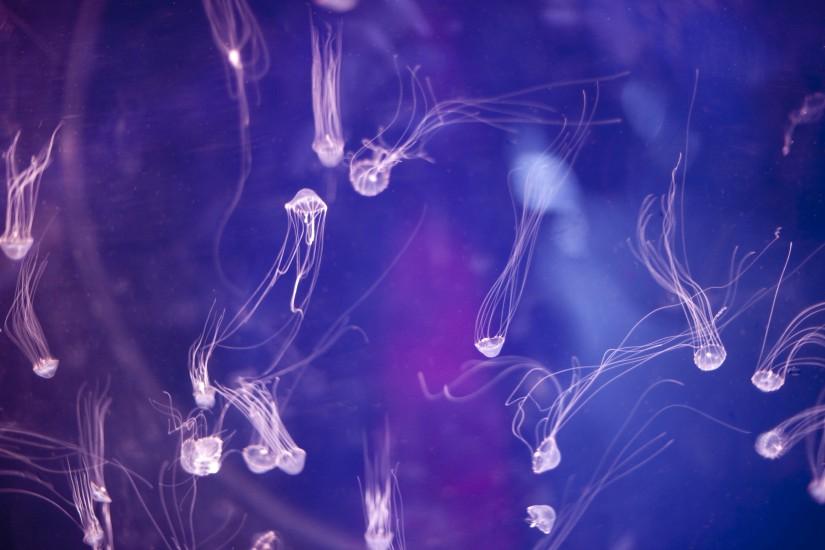 Jellyfish underwater ocean sea bokeh jelly (39) wallpaper | 3000x1996 |  225019 | WallpaperUP