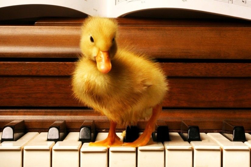 wood, Duck, Old Building, Piano, Birds, Baby Animals Wallpapers HD /  Desktop and Mobile Backgrounds