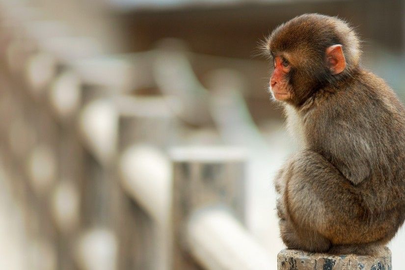 undefined Monkey Wallpaper (46 Wallpapers) | Adorable Wallpapers