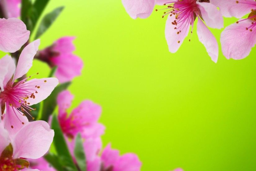 Dahlias Tag - Color Bud Dahlias Closeup Pink Flower Flowers Nature Wallpaper  For Desktop Full Size