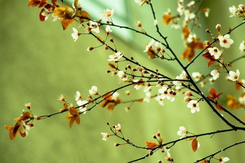 Spring flowers - Spring Wallpaper (22176435) - Fanpop
