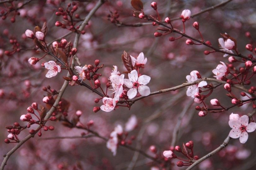 Cherry Blossom Tree Wallpaper Cool Photos #1khwph 1920x1080 px .