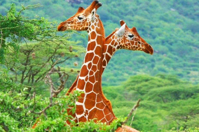 Animal - Giraffe Wallpaper