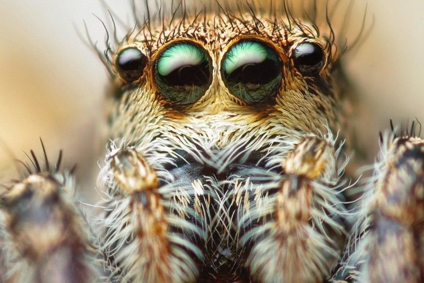 Animal - Spider Wallpaper