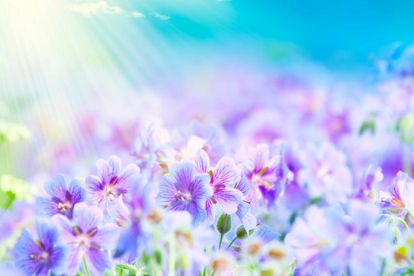 Purple Flower Backgrounds | Summer Flower Beautiful Blue And Purple Flowers  Wallpaper - Buubi.Com
