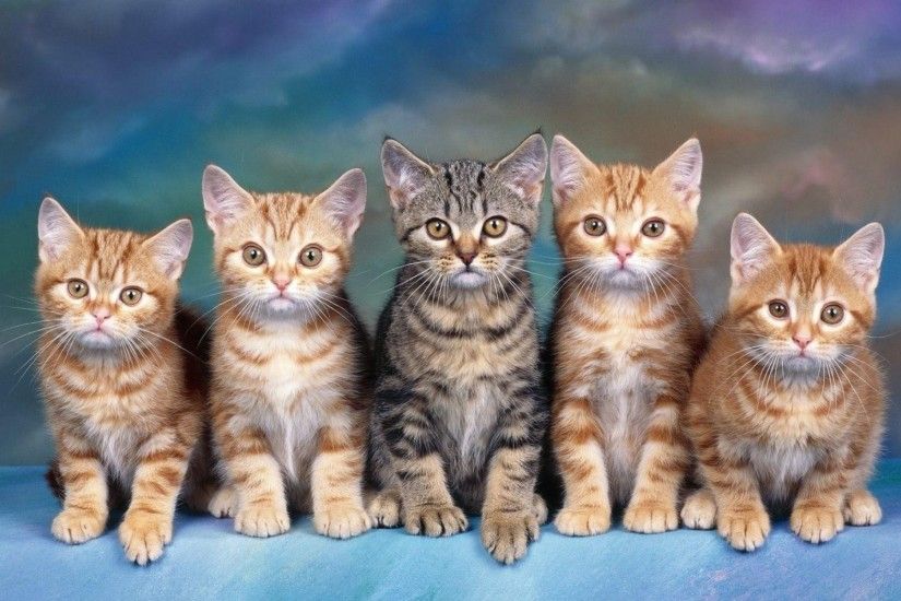 Red Eyes Brown Cat wallpaper - Home Pets Fanart