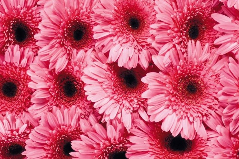 2048x1152 Wallpaper gerbera, flower, pink, beauty