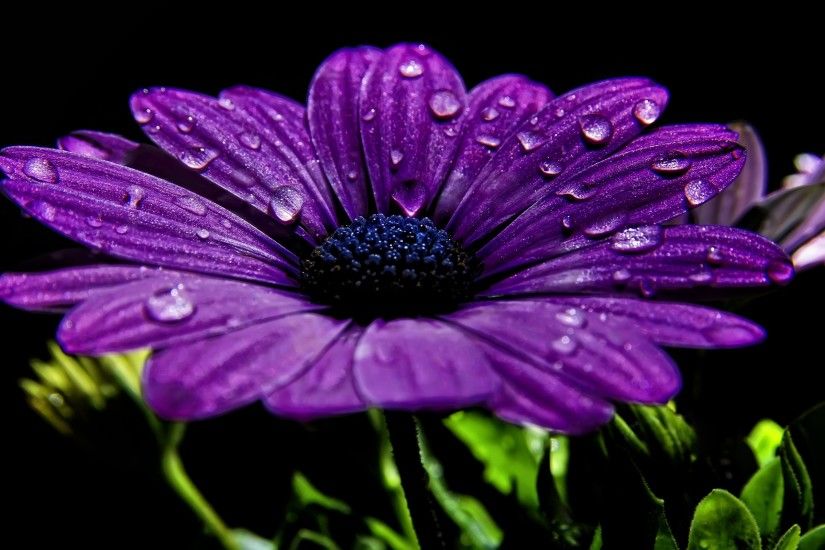 flower wallpapers dewdrops purple. Â«Â«
