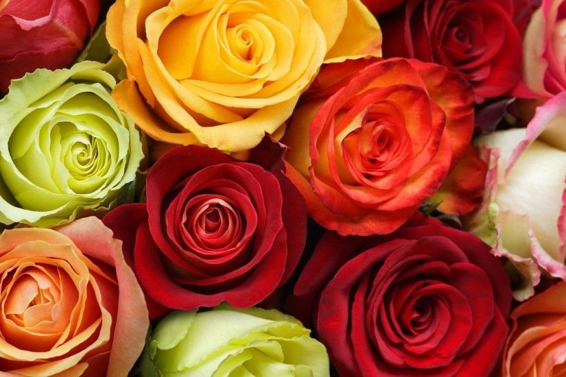 Colorful roses wallpaper