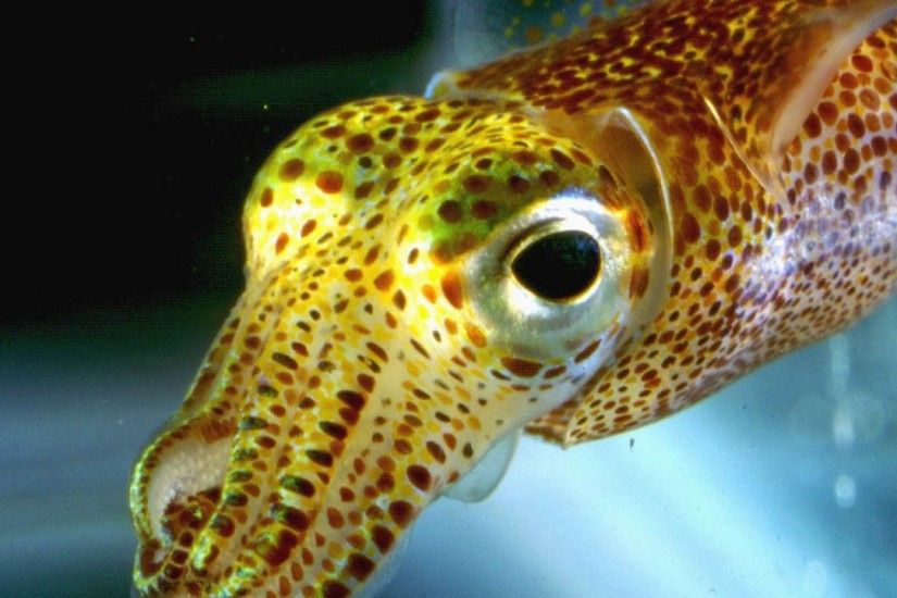 ... Wallpaper Abyss Hawaiian Bobtail Squid - WallDevil