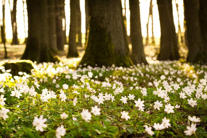 High Resolution Beautiful Nature Spring Wallpaper HD 7 Full Size .