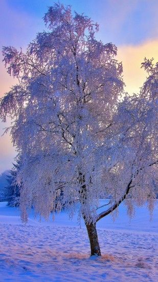 1080x1920 Wallpaper winter, snow, frost, tree, trees, sun