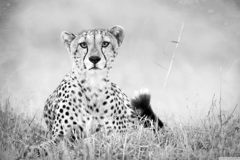 Black And White Cheetah Desktop Background. Download 2560x1440 ...