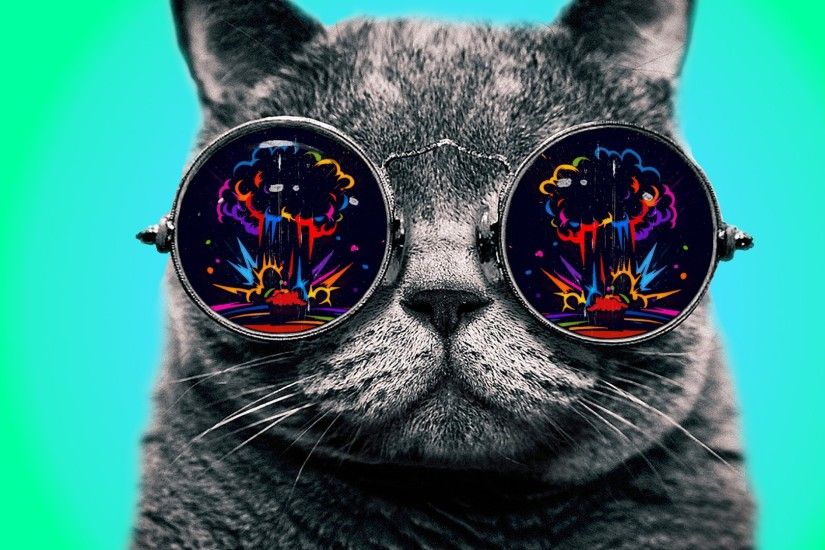 Cat With Cool Glasses Hd Wallpaper | Wallpaper List