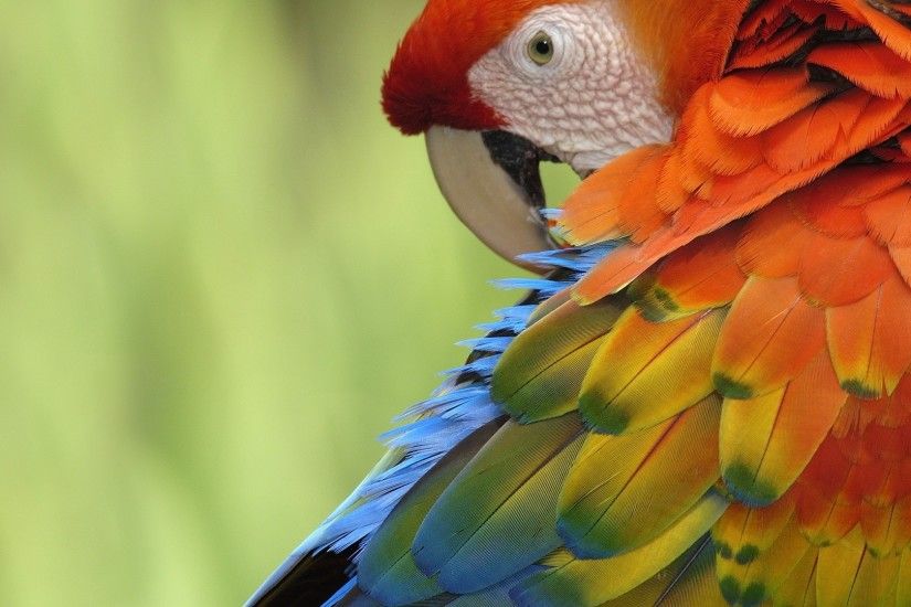 parrot free wallpapers
