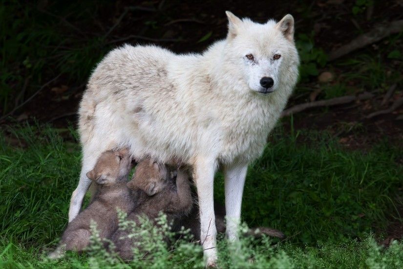 nature, Animals, Wildlife, Wolf, Trees, Forest, Grass, Baby Animals  Wallpapers HD / Desktop and Mobile Backgrounds