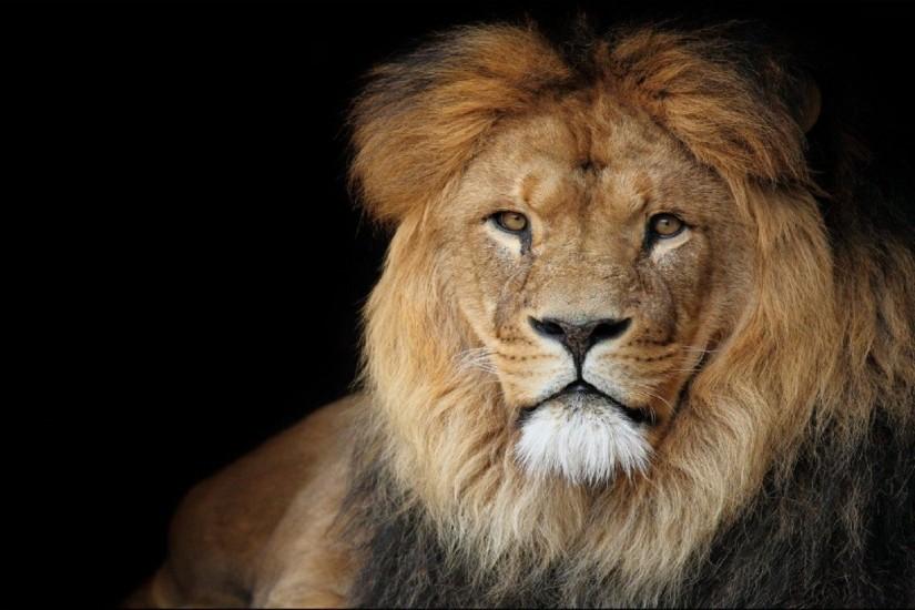 beautiful-african-lion-wallpaper-hd-free-downloaded