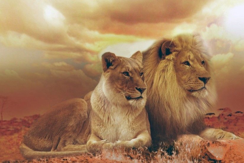 Lion and Lioness (2048x1152 Resolution)