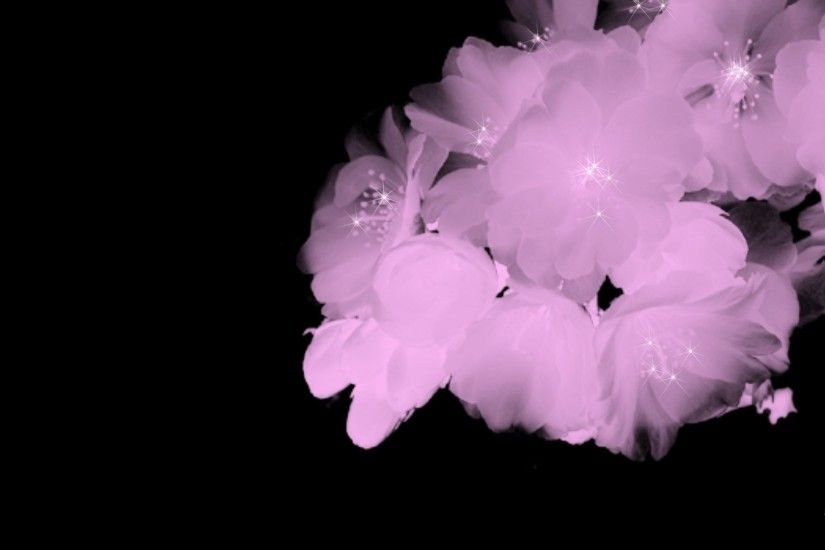 Cherry Blossom Black Background