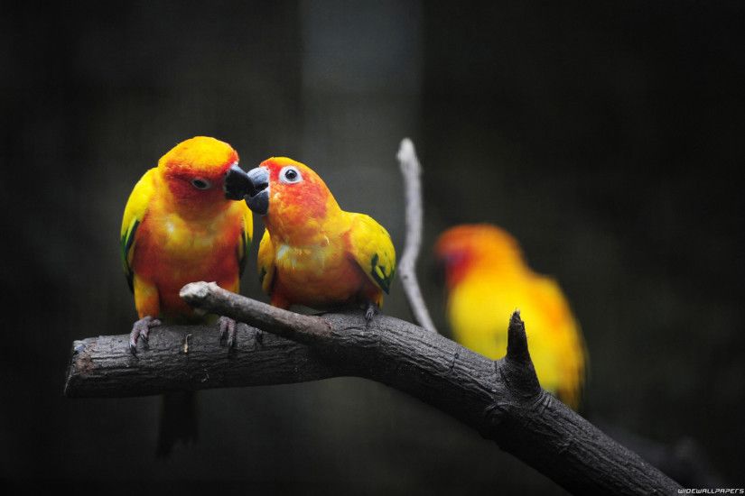 Beautiful parrots open mouthed kiss