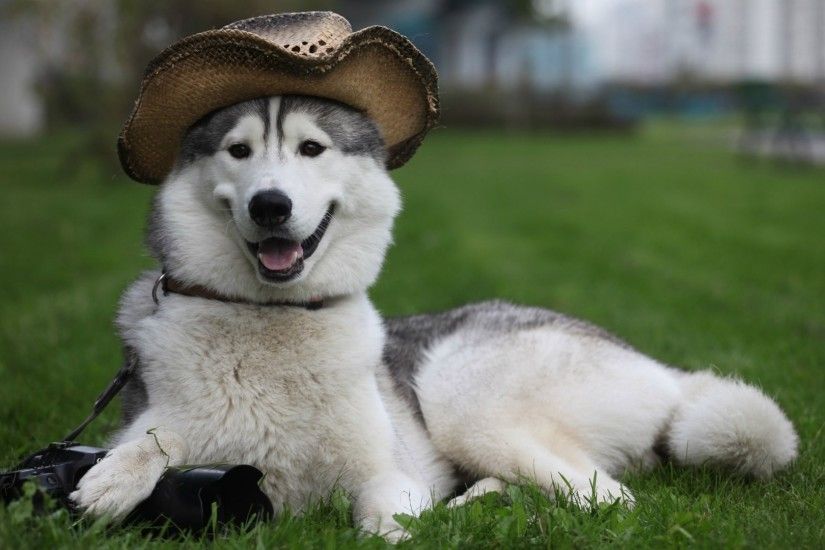 Animals, Husky, Dog, In, A, Hat, Full, Screen, High, Definition, Wallpaper,  Download, Photo, Free, Doggy, Best Friend, Hd, 1920Ã1080 Wallpaper HD