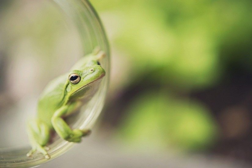 frog wallpaper hd backgrounds images (Orton Allford 1920x1200)