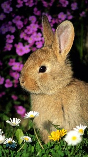 1080x1920 Wallpaper rabbit, flowers, baby, shade, grass