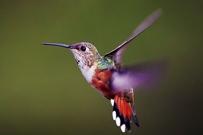 3840x2160 Wallpaper hummingbird, bird, background, flap, wings