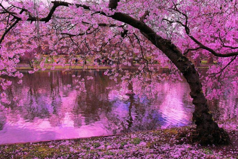 Sakura Tree Reflected in Pond HD Wallpaper | Hintergrund | 3469x2116 |  ID:686362 - Wallpaper Abyss