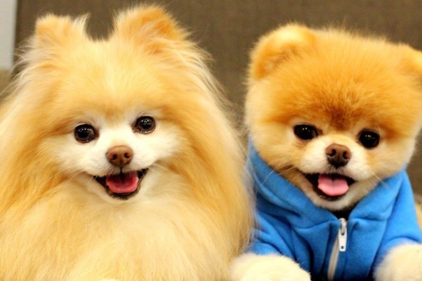 Pomeranian Dog Wallpaper - Android Apps on Google Play