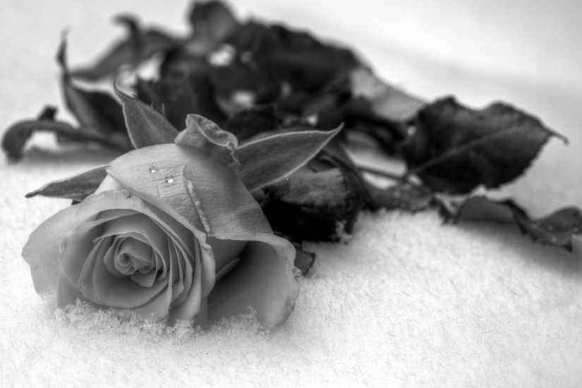 Download now full hd wallpaper rose snow drop black and white ...