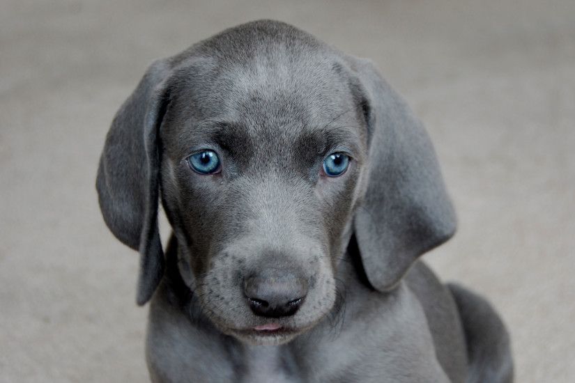 Blue Pitbull Puppies Wallpaper | HD Desktop Wallpaper