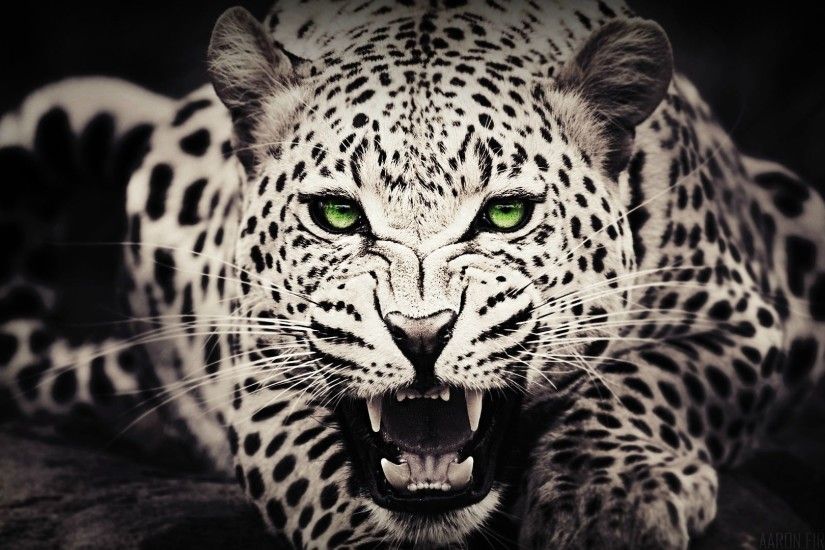 Cheetah Black White Pictures HD Desktop Wallpaper, Background Image