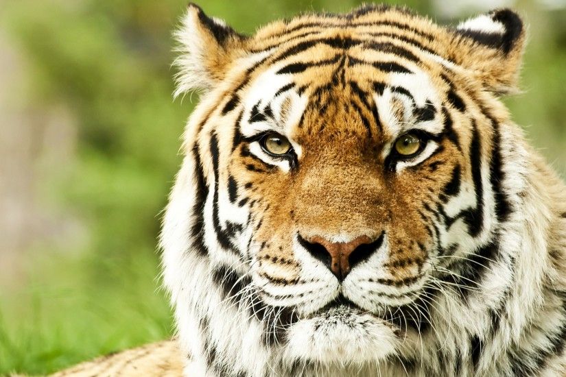3840x2160 Wallpaper tiger, face, color, striped, predator