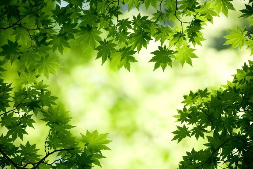 Green Maple Leaves Wallpapers